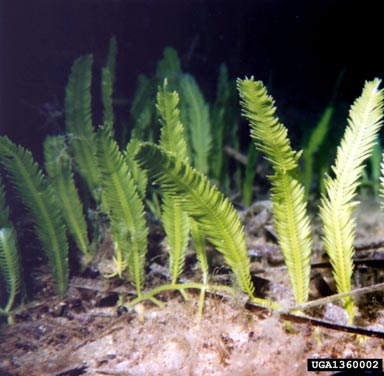 Caulerpa taxifolia