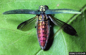 EAB_adult