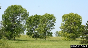 ash tree