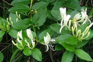 Japanese honeysuckle flowers and leaves