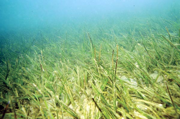 seagrass