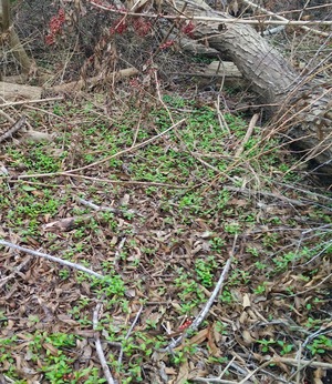 Brazilian Peppertree seedlings carpeting the ground Brazilian Peppertree seedlings carpeting the ground