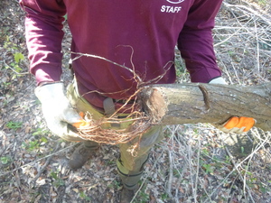 Brazilian Peppertree cut branch sprouting roots Brazilian Peppertree cut branch sprouting roots