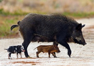 feral hog and piglets