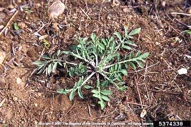 spotted knapweed rosette