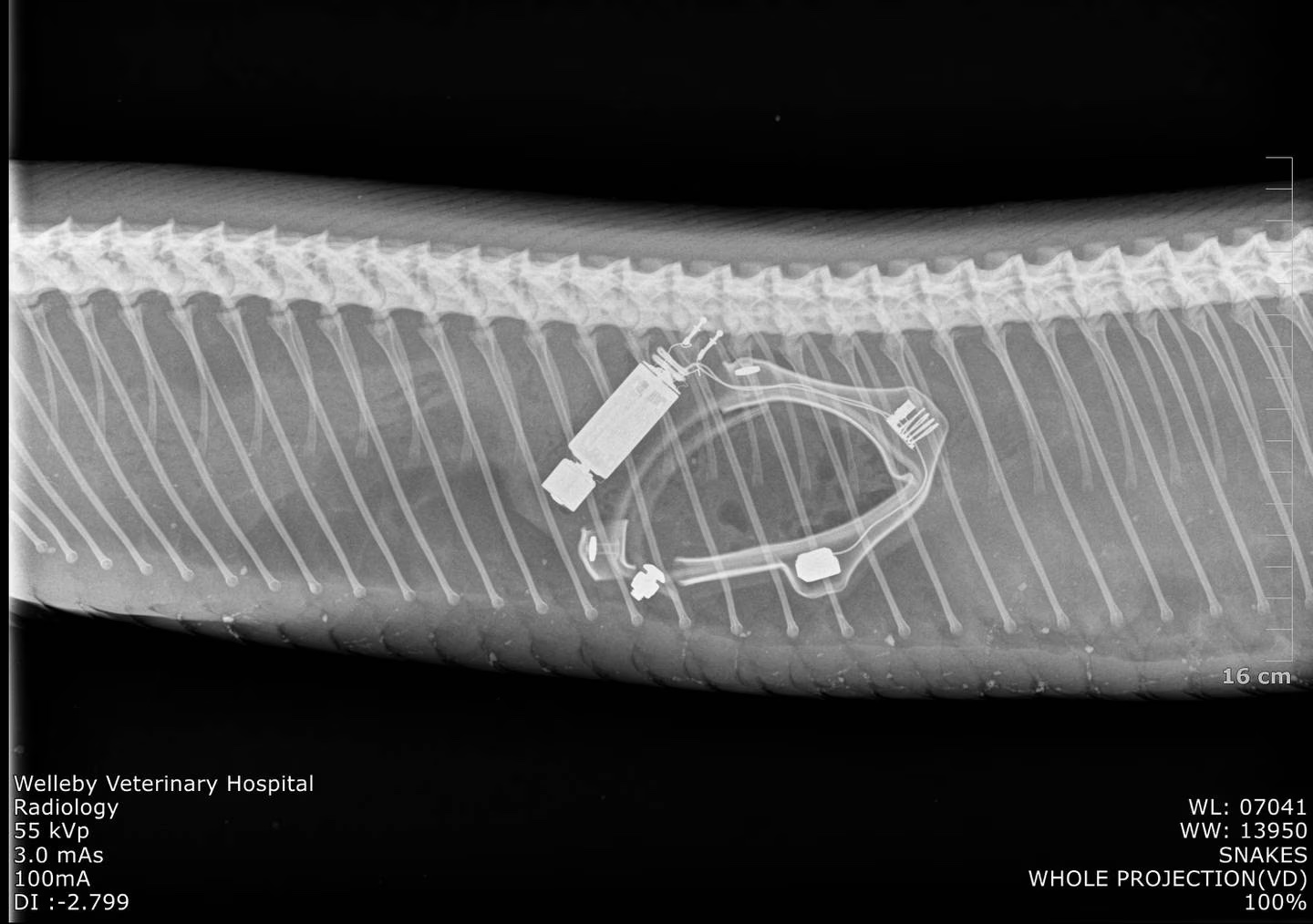 An Xray of the captured python revealed a dead possums radio collar. Welleby Veterinary Hospital. USGS