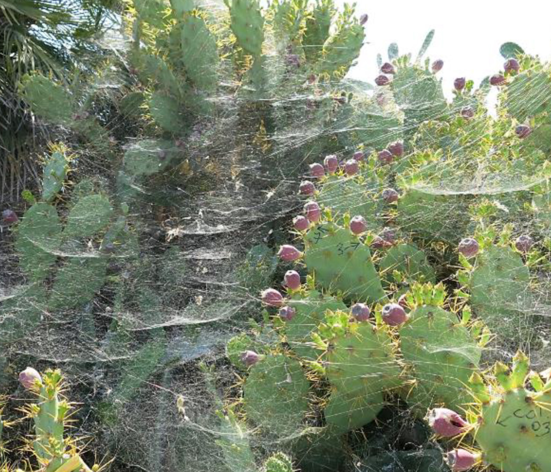 C. citricola colony with visible horizontal web sheets on Opuntia cactus in field. Roberts-McEwen