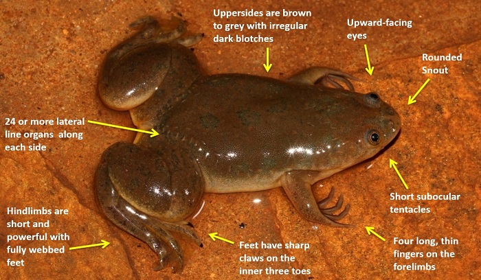Xenopus laevis. Near Lilongwe Malawi. Gary Brown