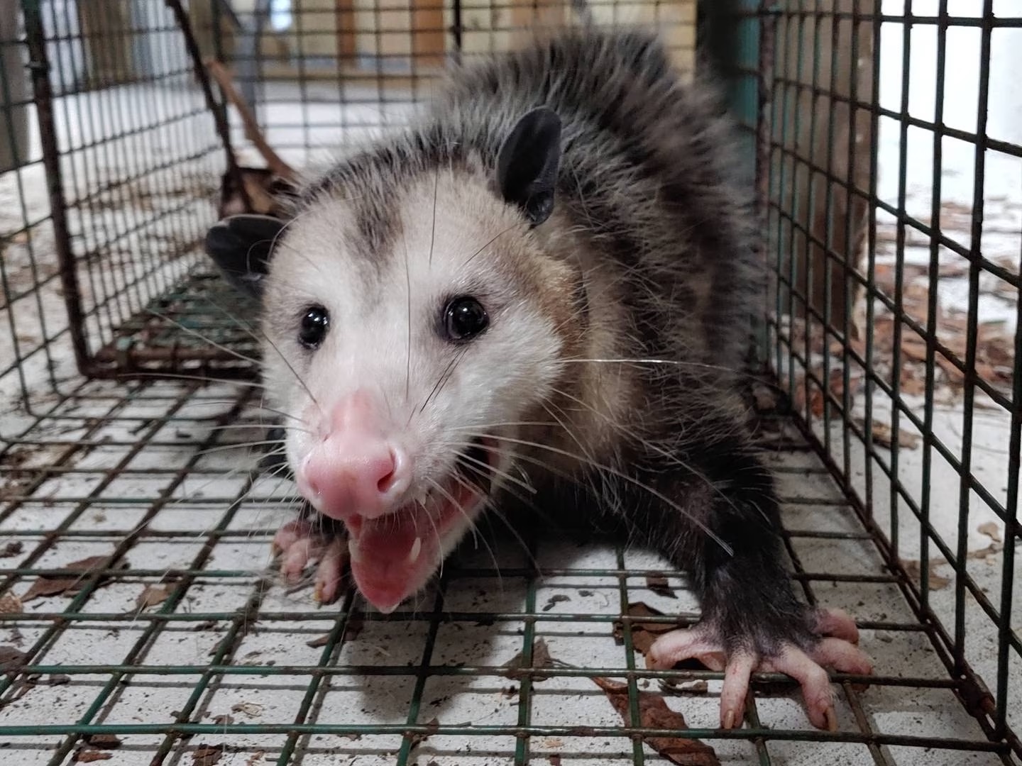 Possum fitted with a GPS radio collar . Credit: Isaac Lord