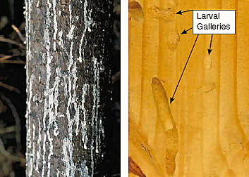 sirex woodwasp damage: sap weeping from wounds