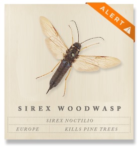 sirex woodwasp alert sirex woodwasp alert