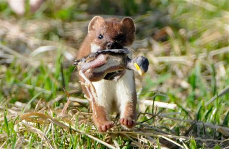 NZ stoat with nestling