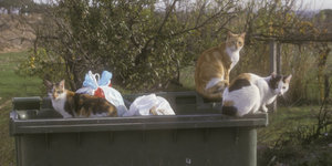 Feral Cats in trash