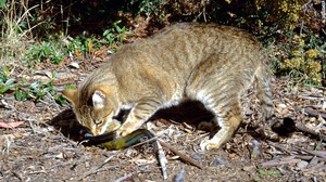 cat eating bird