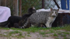 feral cats