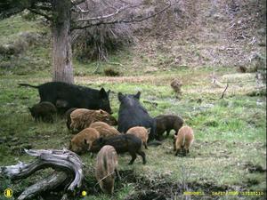 feral hogs and piglets