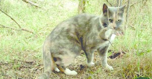 feral-domestic-cat-catpures-juvenile-Southern-brown bandicoot