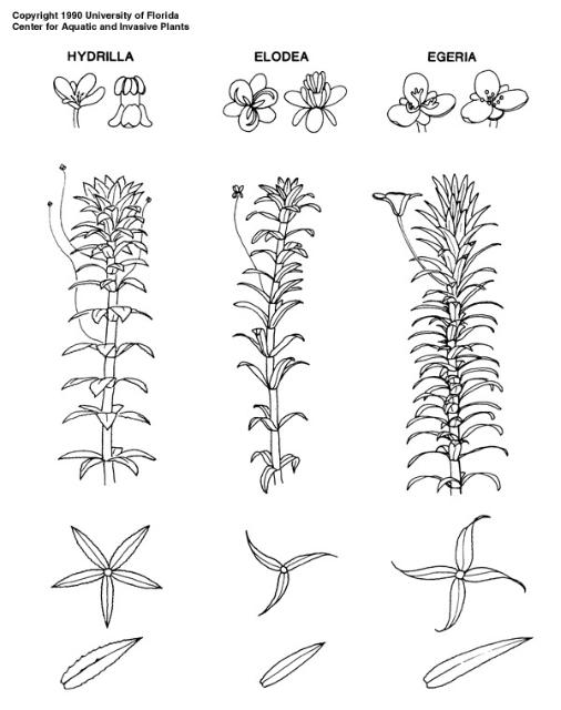 hydrilla comparison to other spp hydrilla comparison to other spp