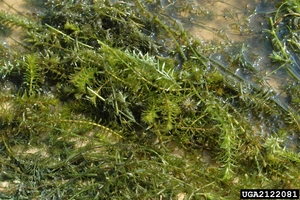 hydrilla_verticillata_Bugwood