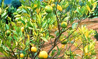 Citrus Greening