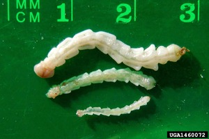 EAB larvae