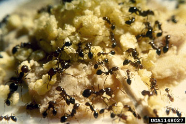 red imported fire ants