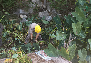 Working-On-Elephant-Ear