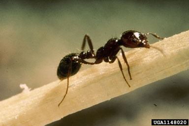 red imported fire ant