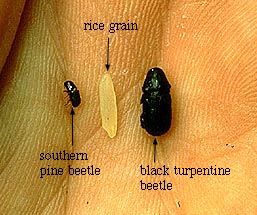 southern pine beetle