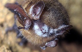 white-nose syndrome