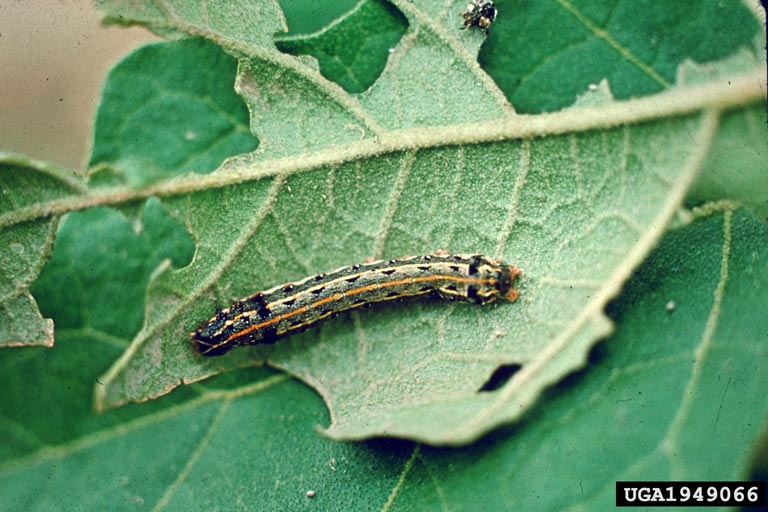 tobacco cutworm caterpillar. K. Kiritani Bugwood.org 2