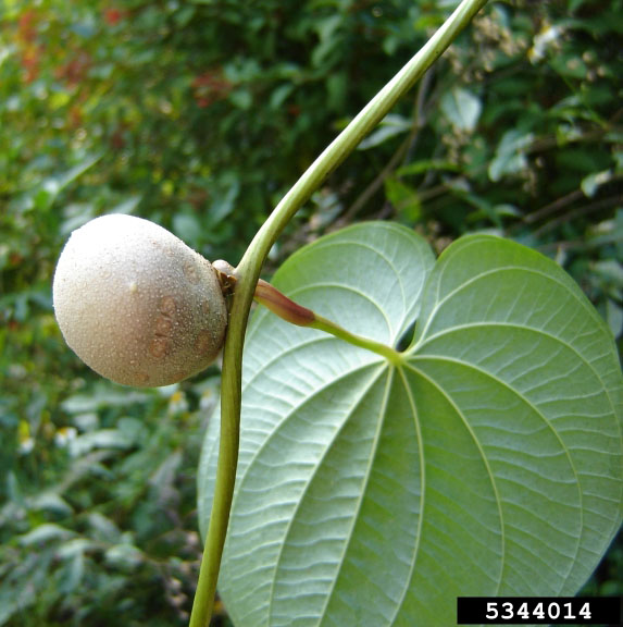 air-potato (Dioscorea bulbifera)2 bulbil. credit Karen Brown