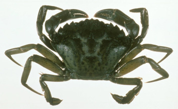 european green crab