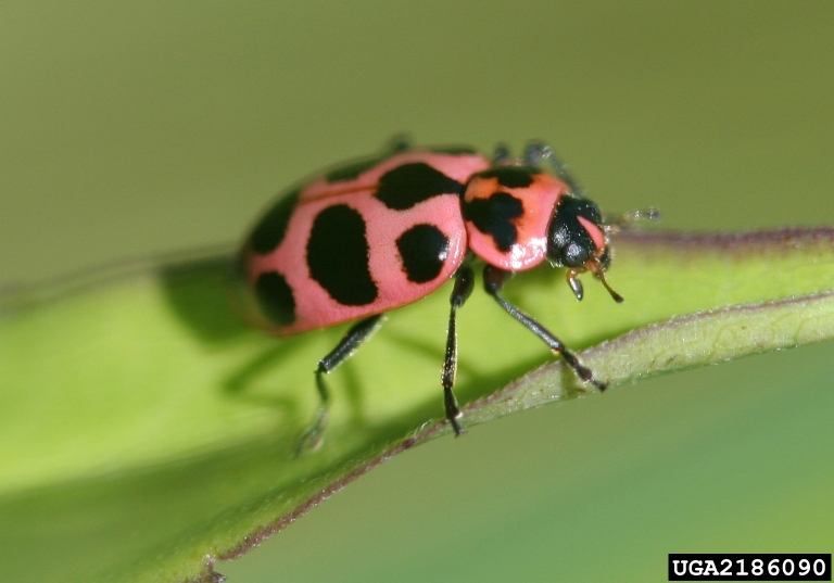pink lady beetle. david cappaert