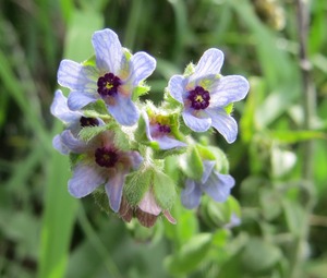 Blue hound's tongue flowers