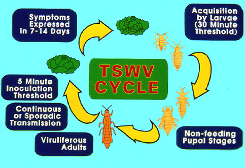 TomatoSpottingWiltVirus-life_cycle