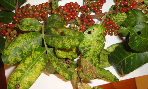Calophya latiforceps damage