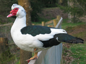 MuscovyDuck