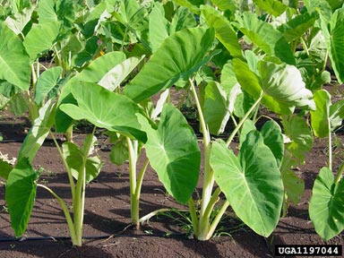 elephant ears