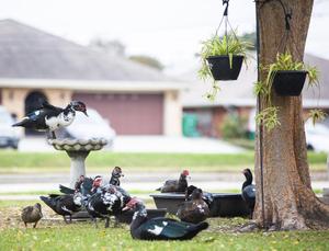 muscovy duck problem