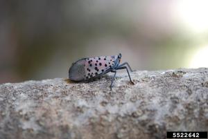 spotted lanterfly