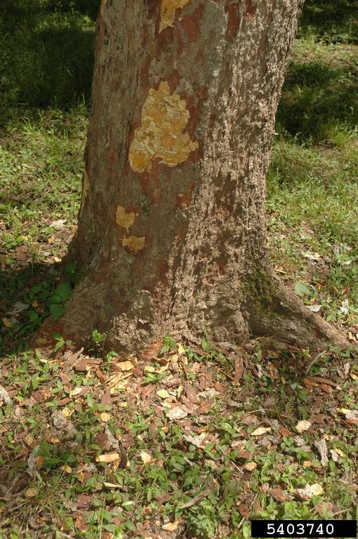 soapberry borer bark damage soapberry borer bark damage