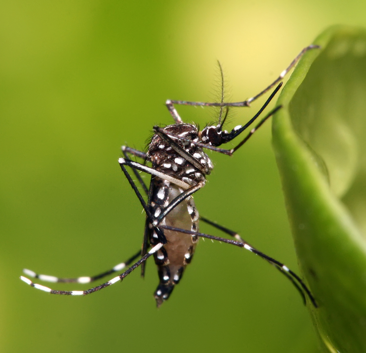 Aedes aegypti- Muhammad Mahdi Karim- GFDL 1.2
