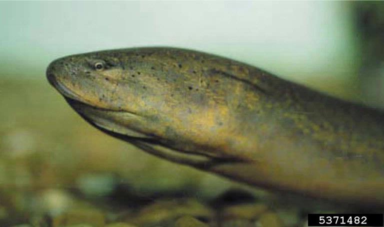 Asian swamp eel (Monopterus albus)
