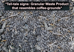 Jumping worm- granular waste KNK