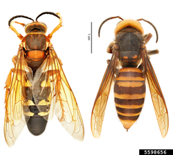 https://28b8c9fb58-custmedia.vresp.com/4793c3689c/Sphecius%20speciosus%20(left)%20and%20Vespa%20mandarinia%20(right).%203.jpg