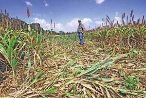 feral hog crop damage feral hog crop damage