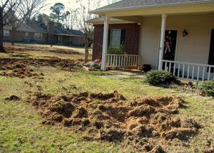 feral hog damage feral hog damage