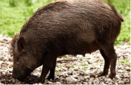 feral hog feral hog