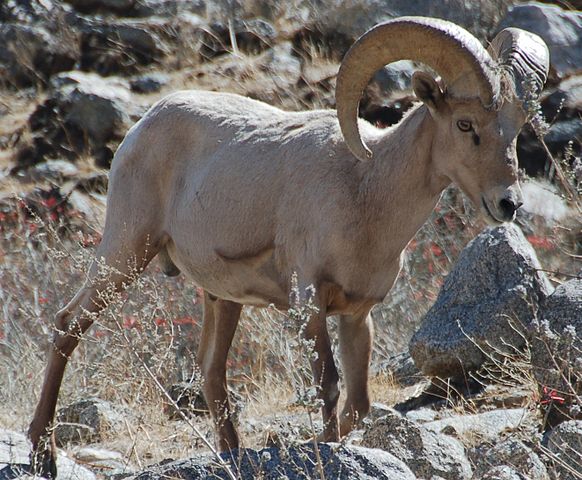 Desert Bighorn sheep ram